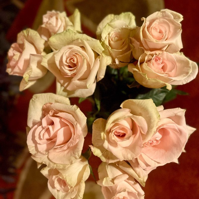 White-pink roses